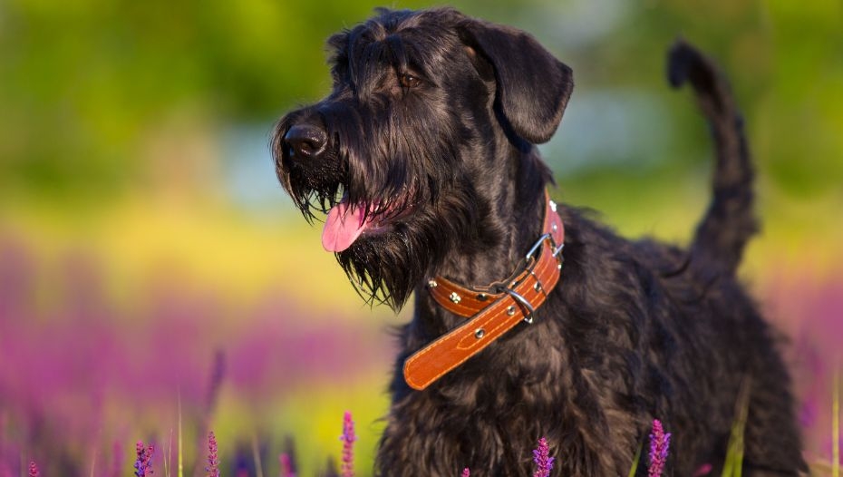 The Adult Schnauzer A Comprehensive Guide